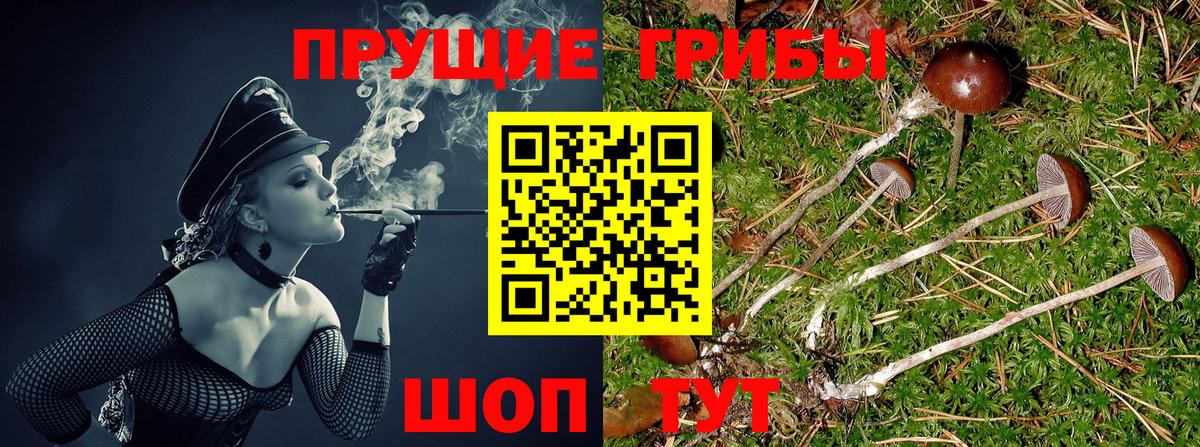 Псилоцибиновые грибы Cubensis Миллерово